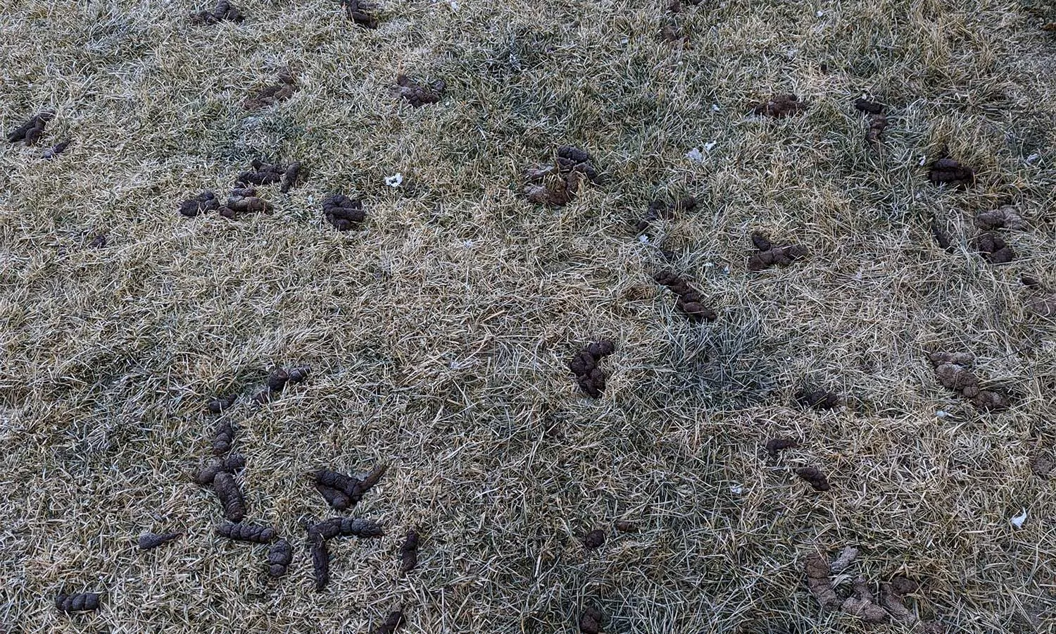 A yard filled with pet waste before the professional cleaning service by Pet Attendant