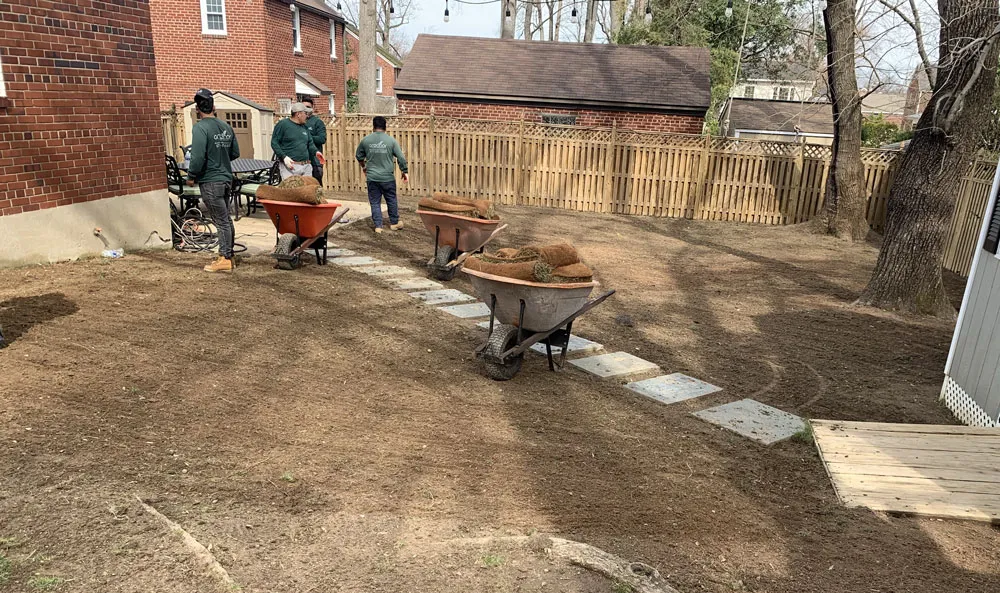 Newly laid sod creating a seamless green carpet for a vibrant lawn in Arlington, Virginia.