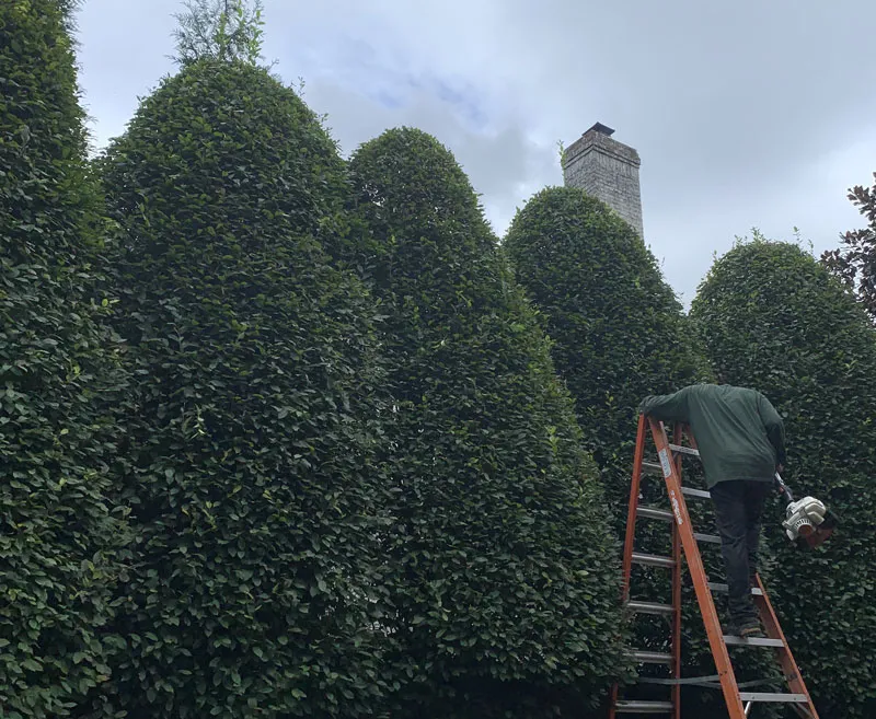 Artistic pruning and hedge trimming care services enhance Arlington, West Virginia.