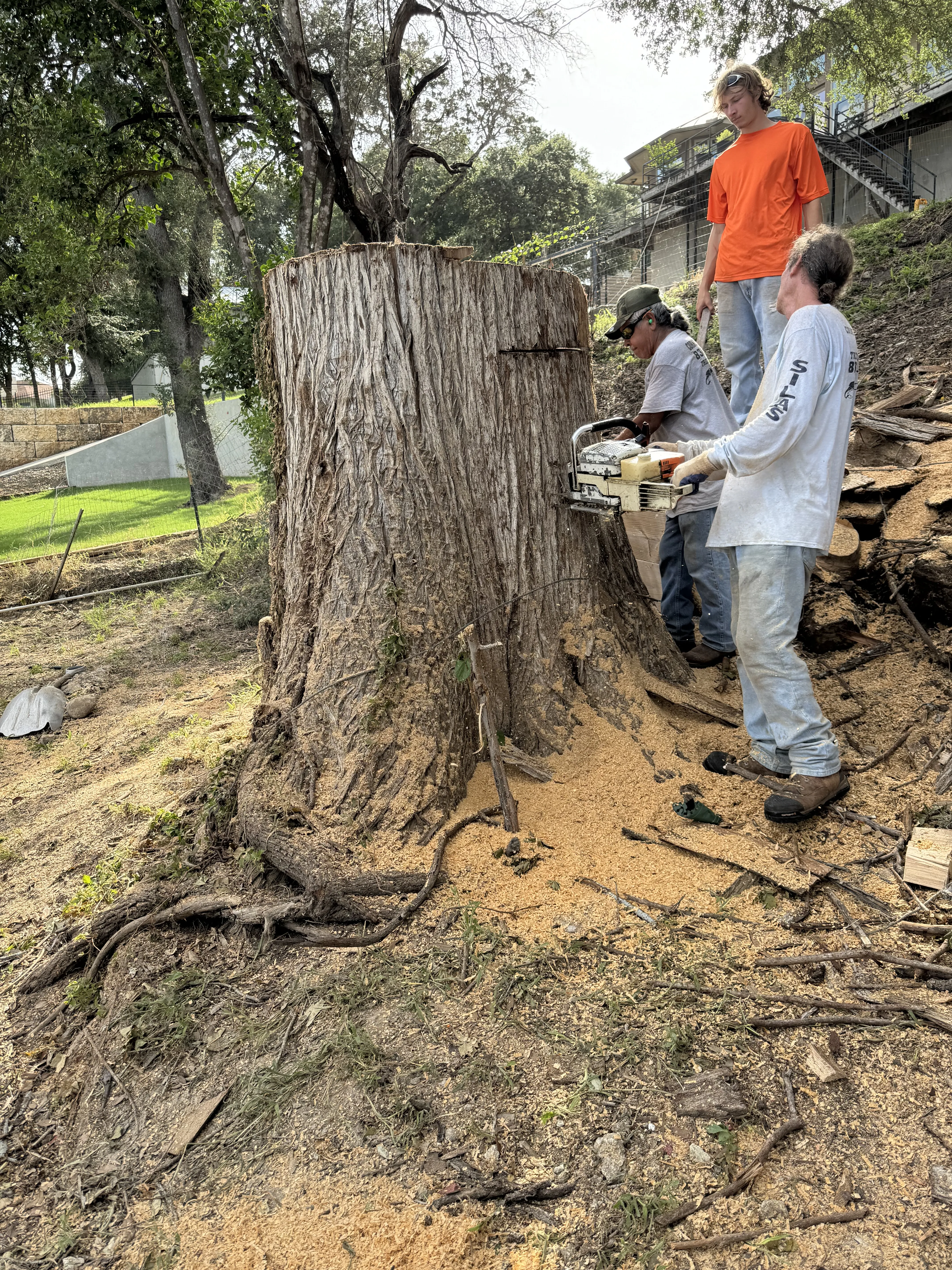 emergency tree service including Stump grinding service removing a large stump, leaving the yard smooth and clean in san antonio tx.