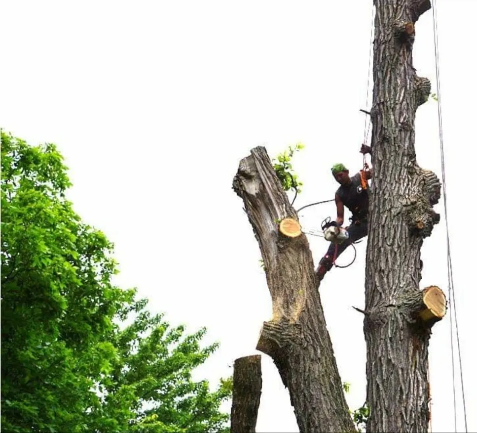 A powerful stump grinding machine working efficiently in Rochester Hills, removing tree stumps with precision.