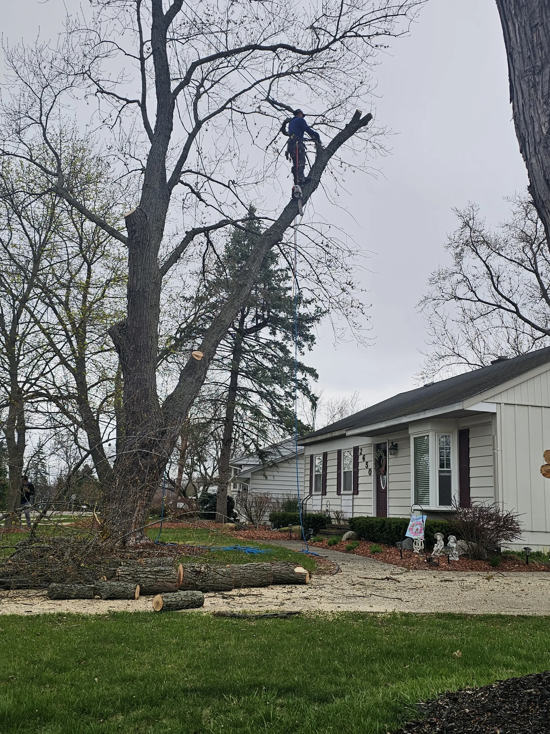 K & M Services' team ensures tree's health during tree trimming for commercial clients.