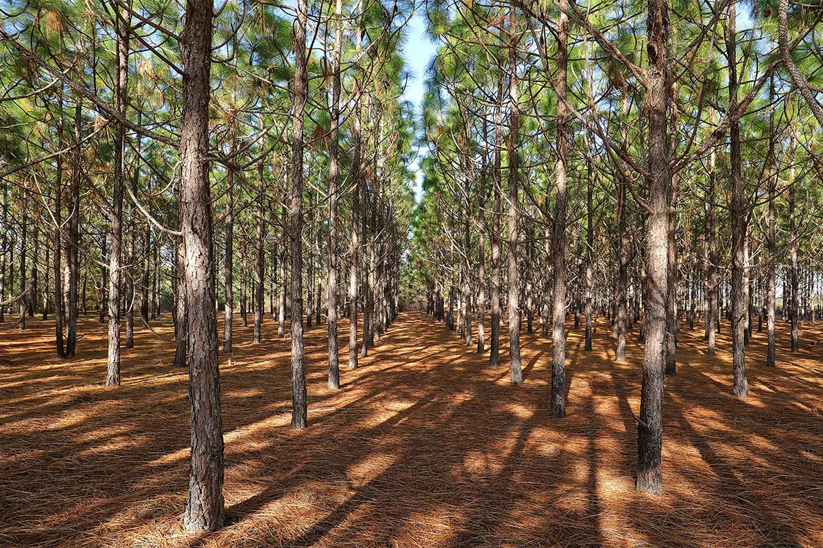 Forestry mulching.