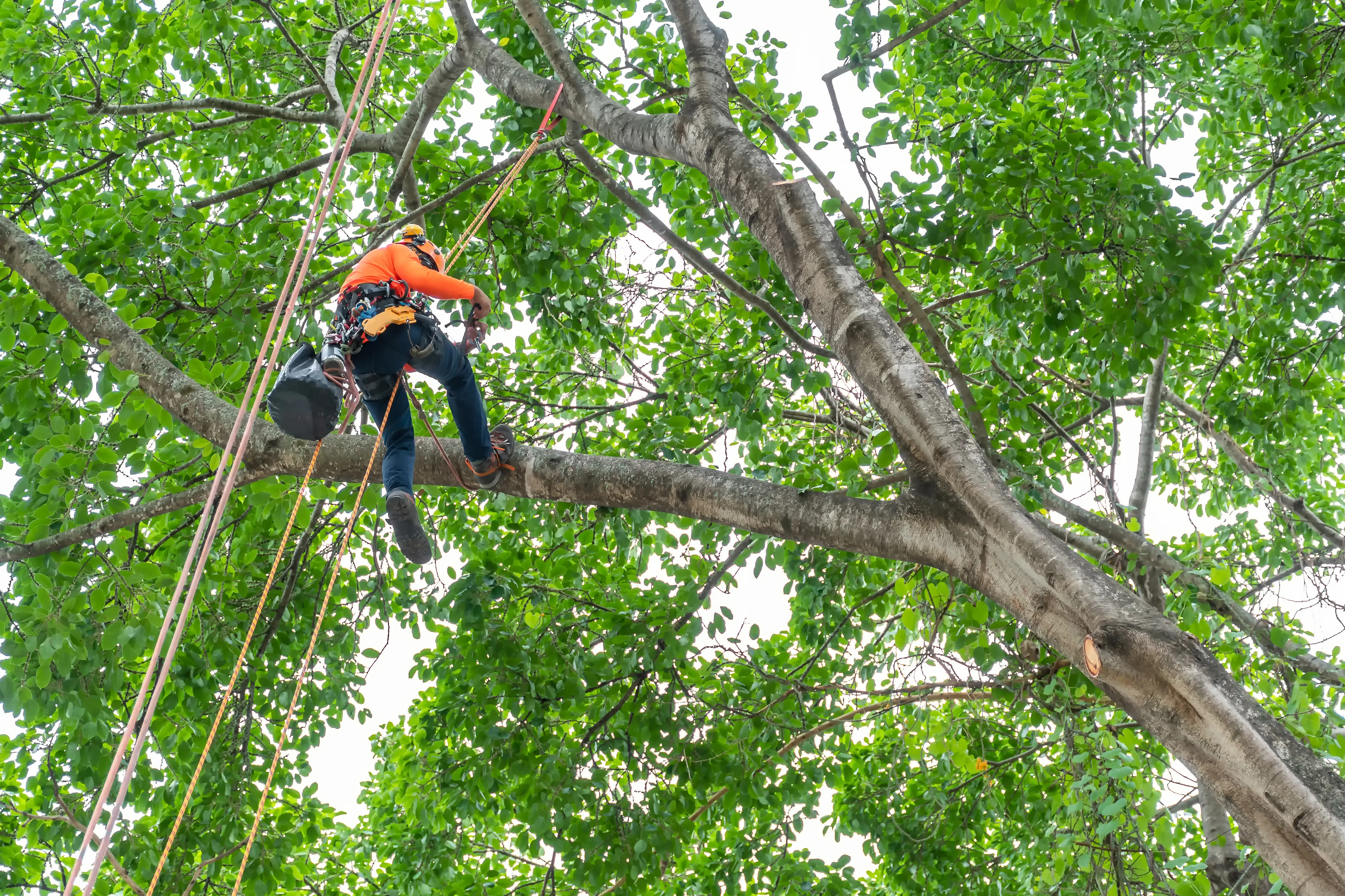 Professional tree trimming is in progress.