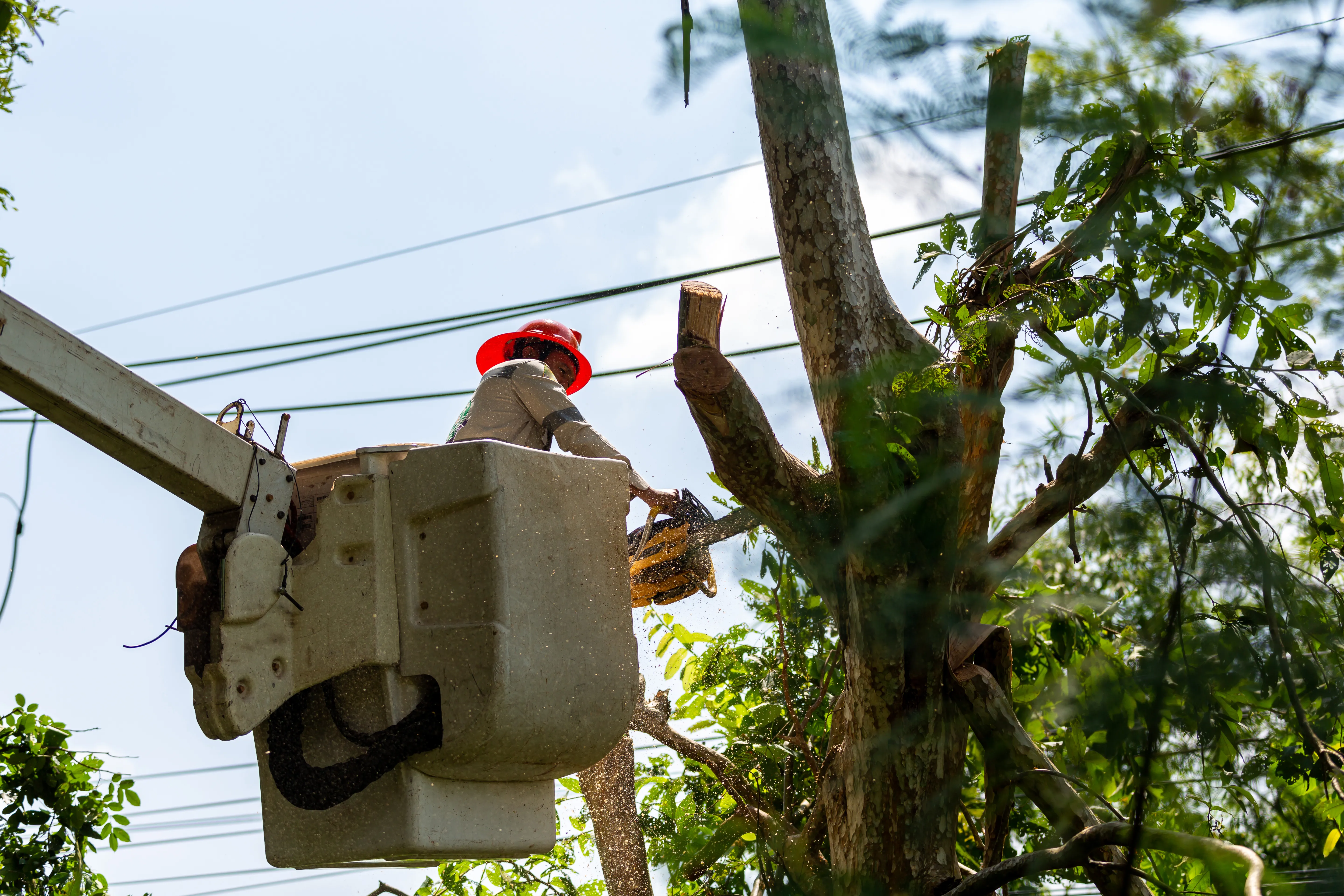 Tree Cablingservice by Mario's Tree Service in Rockwall, Texas