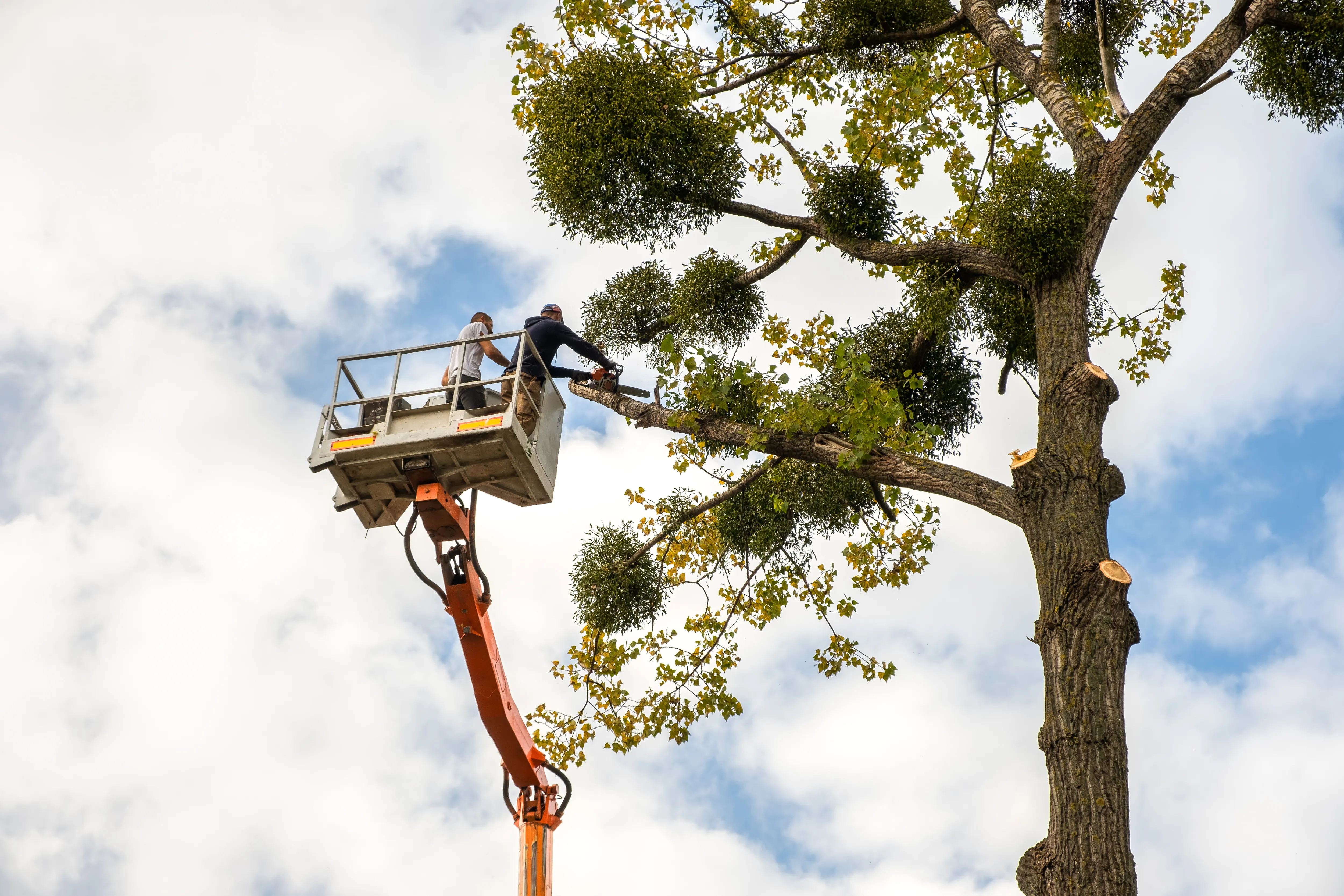 Professional tree removal is in progress.