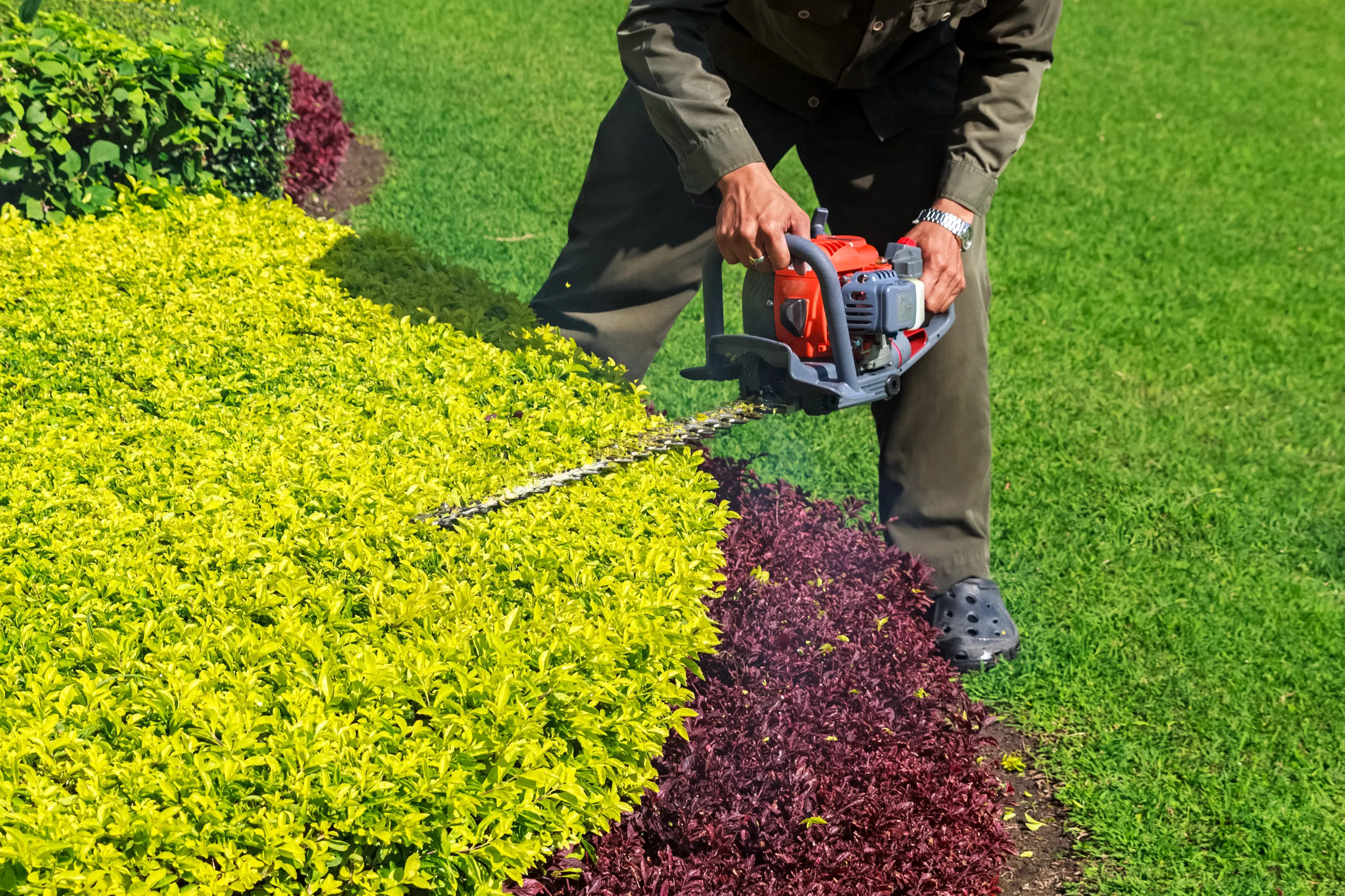 Shrub trimming and removal service by Mario's Tree Service in Rockwall, Texas