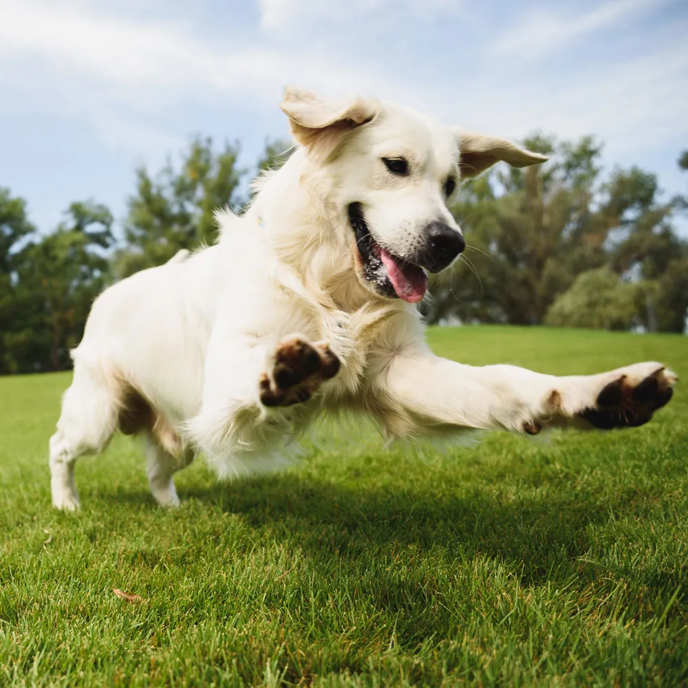 A pristine backyard in the Hamptons, New York, showcasing the effectiveness of Poophampton's Pet Waste Removal service.