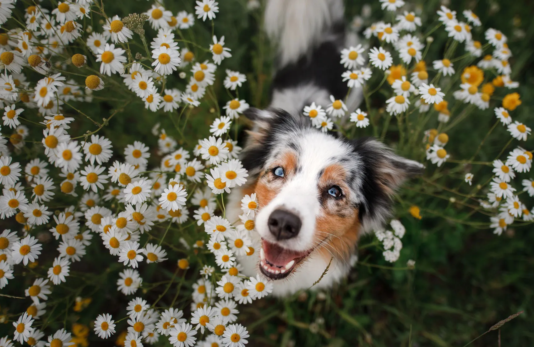 Happy dogs in a waste-free, fresh, and clean backyard in Long Island, New York, after our efficient pet waste removal service.