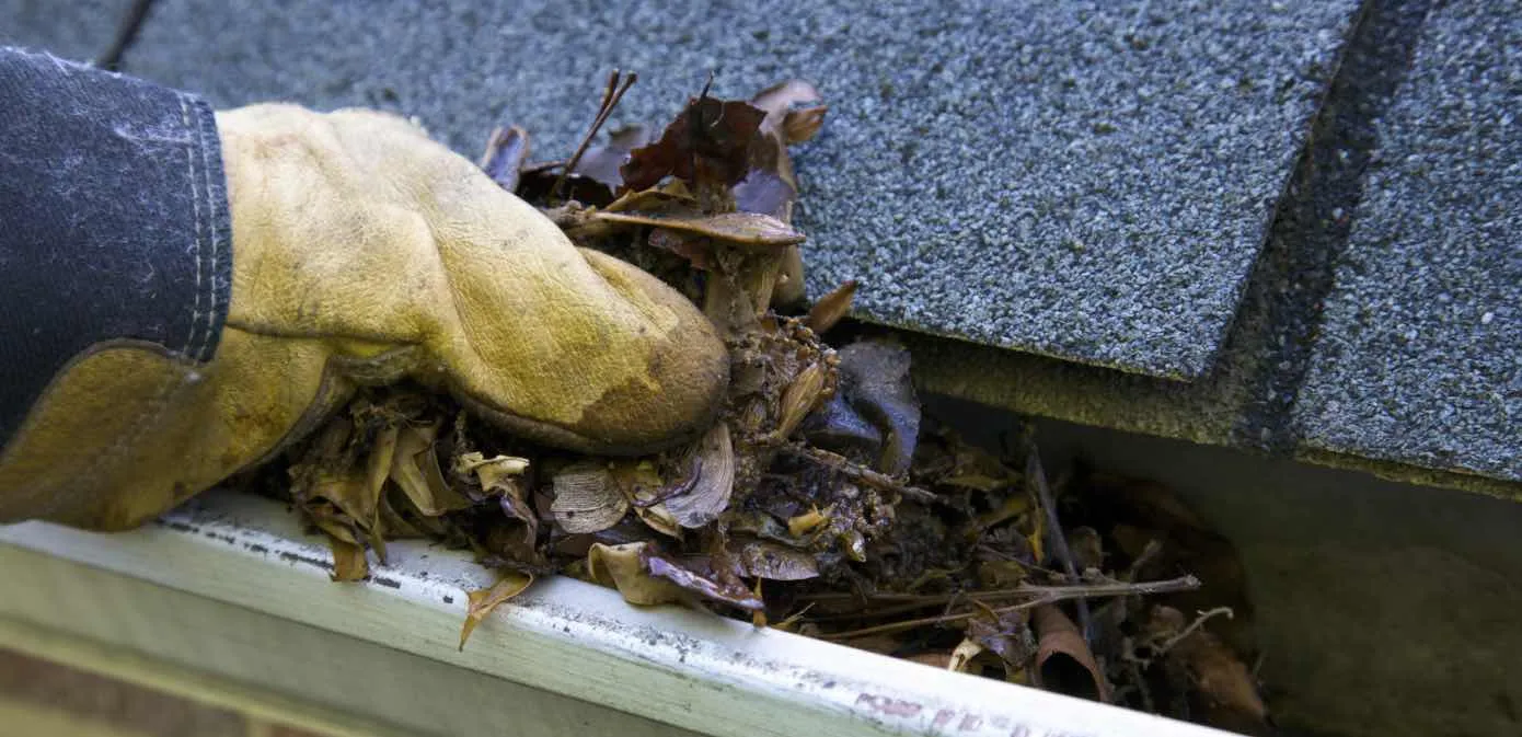 A professional cleaning leaves out of gutters.