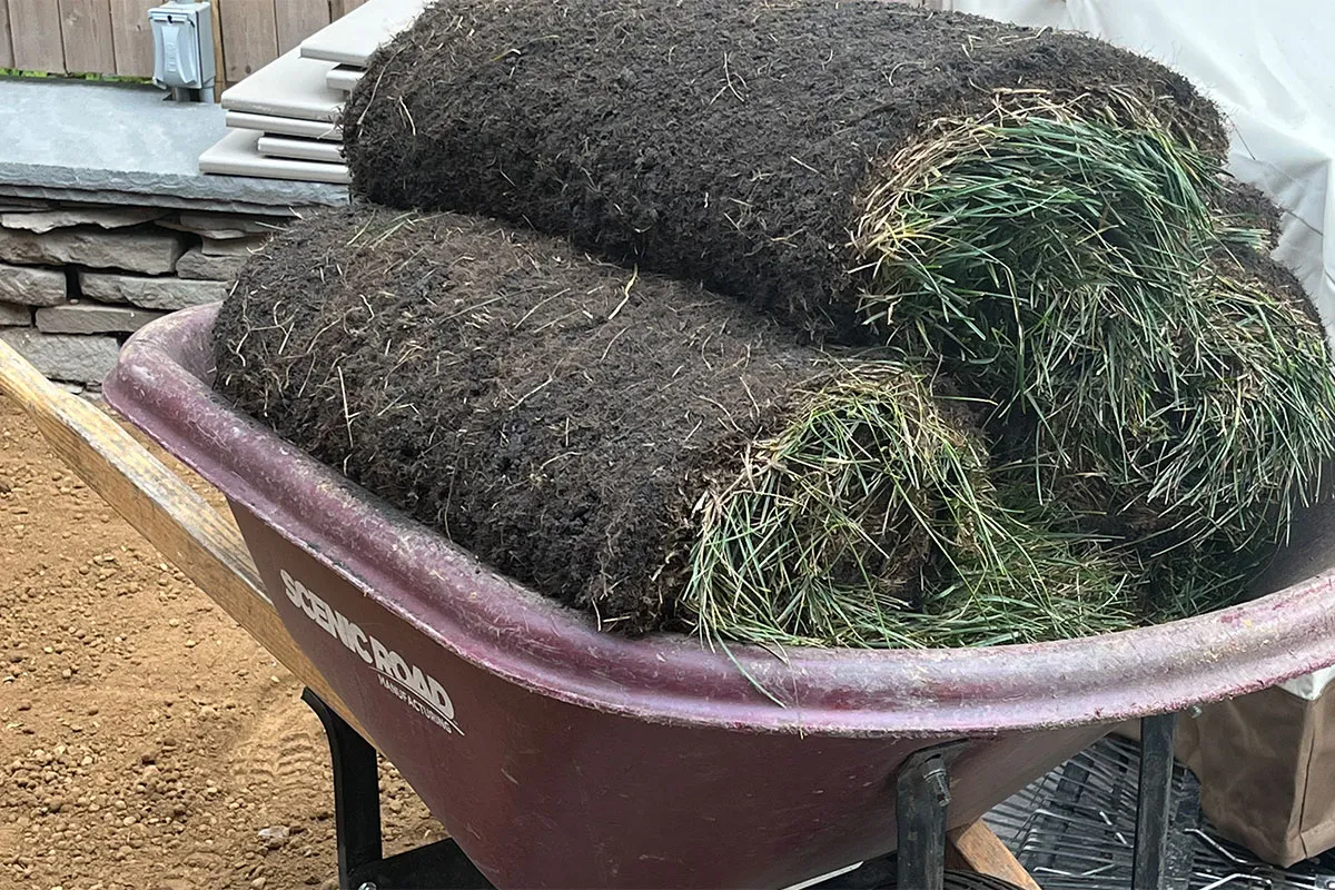 Grass in a wheelbarrow.