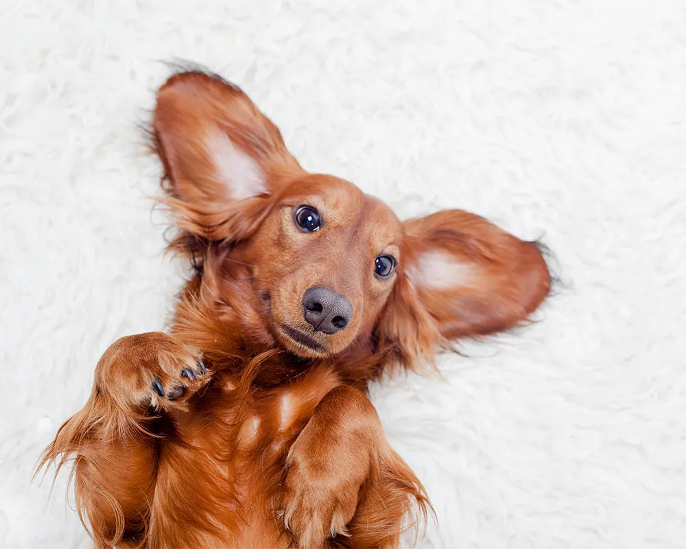 A dog laying down on the carpet.