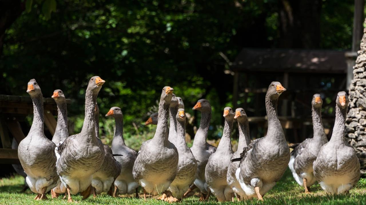Com a proibição do foie gras, gansos e patos ficam protegidos da alimentação forçada no Brasil. Grupo de gansos cinzentos com bicos laranja em pé na grama verde, sob luz do sol
