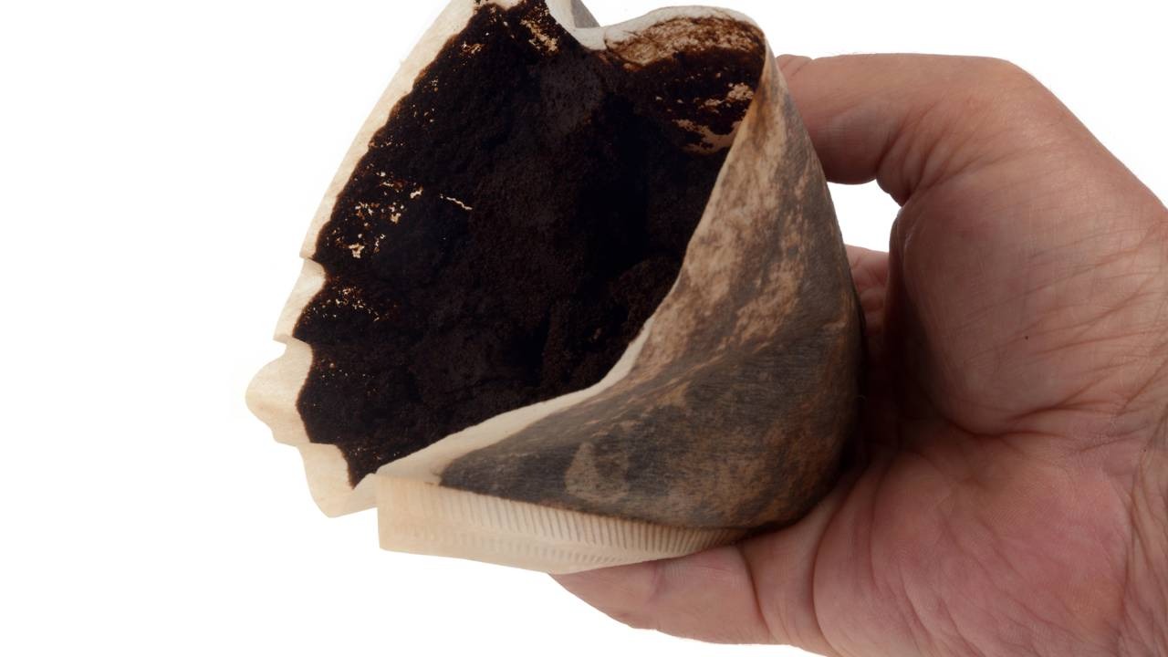 Borra de café, um fertilizante natural acessível, é destaque nas dicas para uma jardinagem sustentável e eficaz. Mão segura filtro de café usado com borra de café em fundo branco