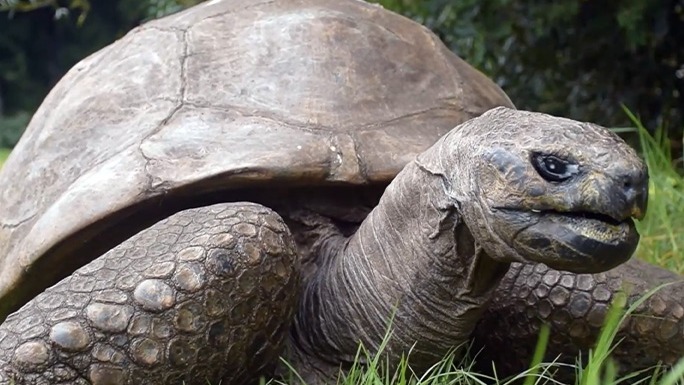 Jonathan, a tartaruga-gigante-de-seychelles, detém o recorde de animal terrestre vivo mais velho do mundo, com quase 200 anos. Close-up de uma tartaruga gigante cinzenta com a cabeça, carapaça e perna em primeiro plano.