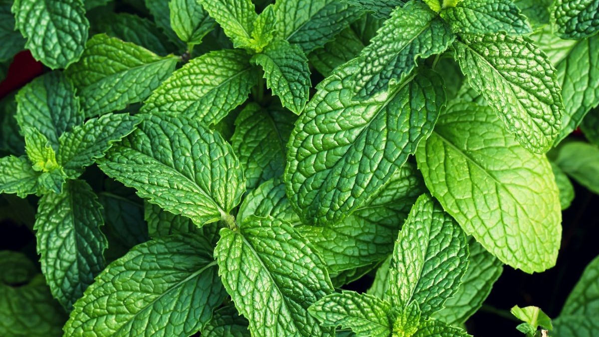 Close-up de folhas de hortel&atilde; verdes, frescas e texturizadas em abund&acirc;ncia.