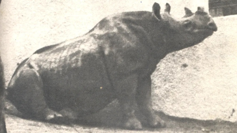 Cacareco, o rinoceronte