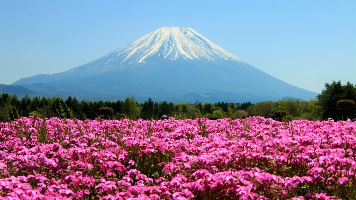 O icônico Monte Fuji, cartão-postal do Japão, se eleva majestoso sobre um vasto campo de flores cor-de-rosa, atraindo turistas e montanhistas. Monte Fuji nevado, vasto campo de flores cor-de-rosa, árvores verdes, céu azul claro.
