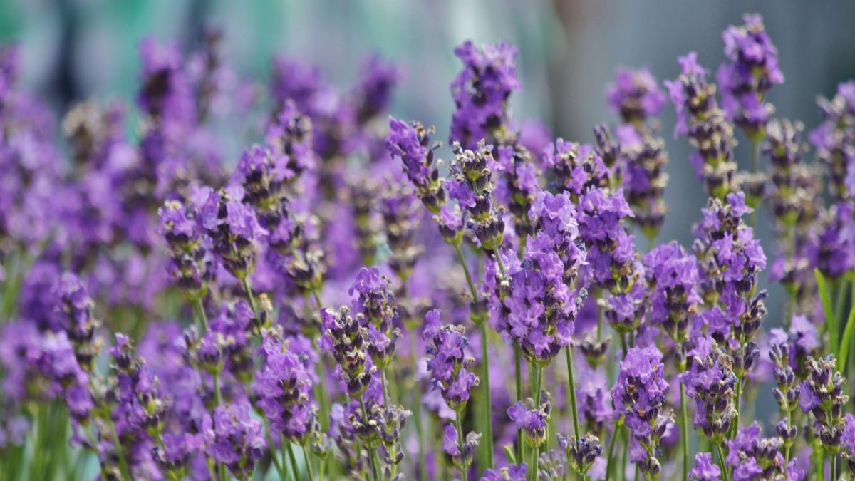 Close-up de flores de lavanda roxas vibrantes em plena flora&ccedil;&atilde;o, com fundo suavemente emba&ccedil;ado.