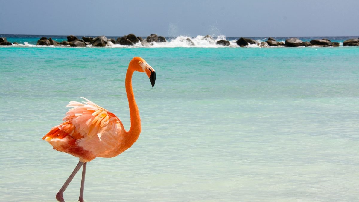 Flamingo laranja em &aacute;guas rasas azul-turquesa, com rochas e ondas ao fundo.
