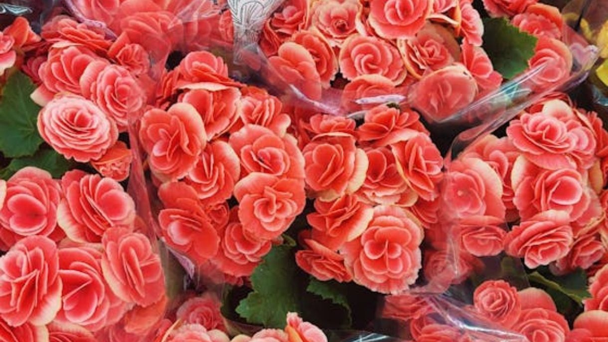 Muitas beg&ocirc;nias vibrantes em tons de coral e vermelho, com folhagem verde e algumas em embalagens transparentes.