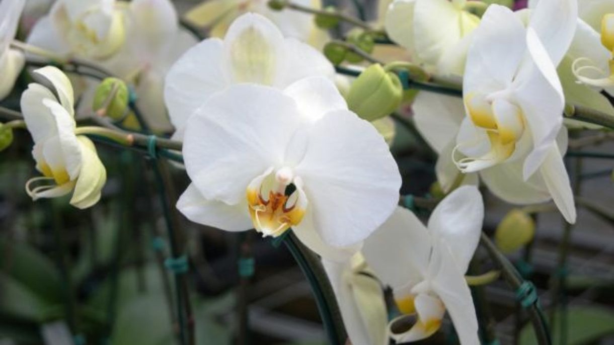 Close-up de orqu&iacute;deas Phalaenopsis brancas com detalhes amarelos e laranja no centro.