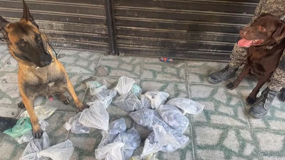 Cães do Batalhão de Ações com Cães farejam drogas apreendidas em operação contra o Comando Vermelho no Rio. Dois cães policiais farejadores com sacolas de drogas e botas militares no chão