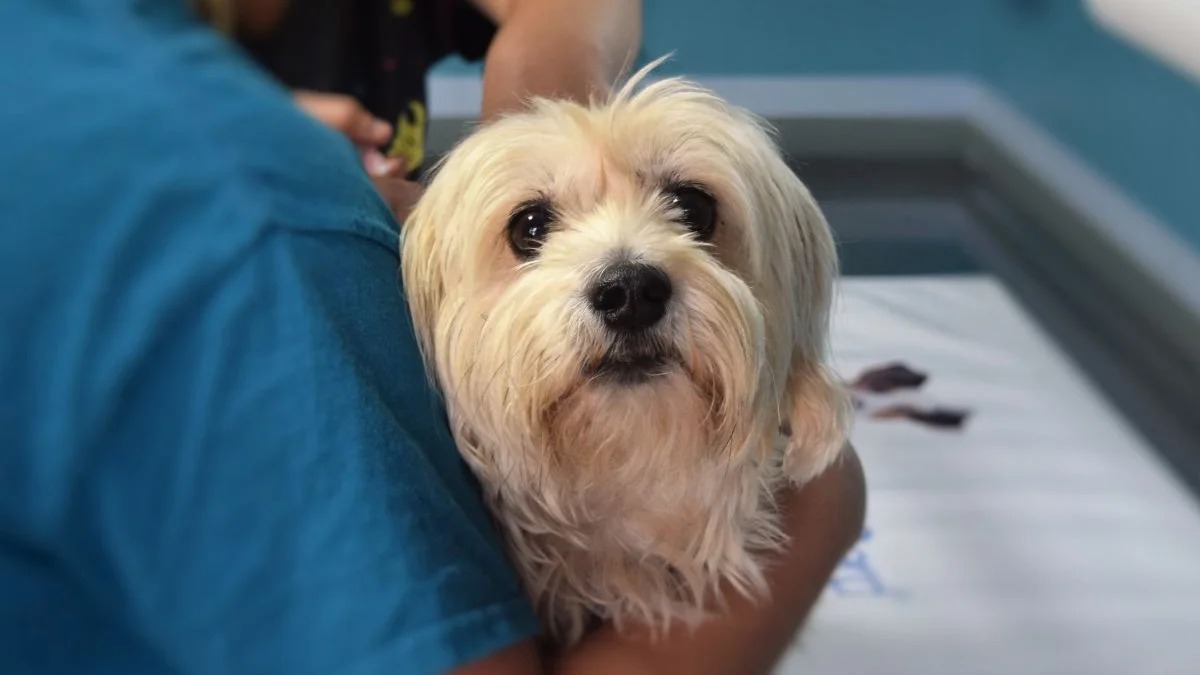 Cachorro pequeno de pelos claros sendo segurado por uma pessoa de camisa azul, olhando para frente