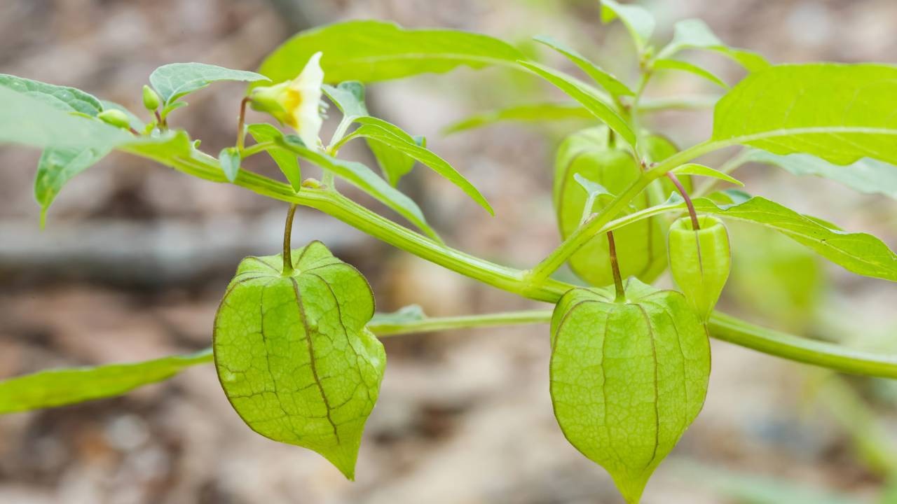 A planta de physalis, com seus frutos verdes protegidos pela casca, ilustra o ciclo de cultivo para uma colheita farta em casa. Planta de physalis com folhas verdes e dois frutos verdes imaturos dentro de suas cascas.