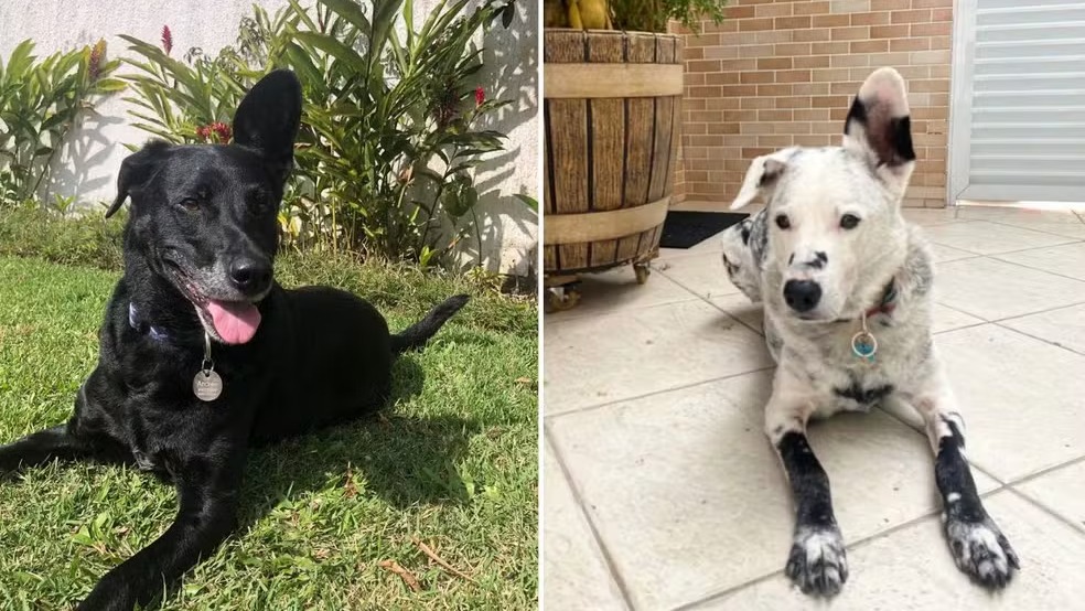 A progressão do vitiligo de Buddy, exibindo sua pelagem antes e depois do surgimento das manchas brancas. Díptico com um cachorro preto na grama e um cachorro branco e preto no piso