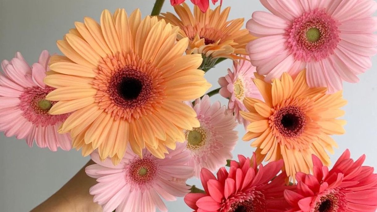 Buqu&ecirc; vibrante de g&eacute;rberas rosas, laranjas e vermelhas.