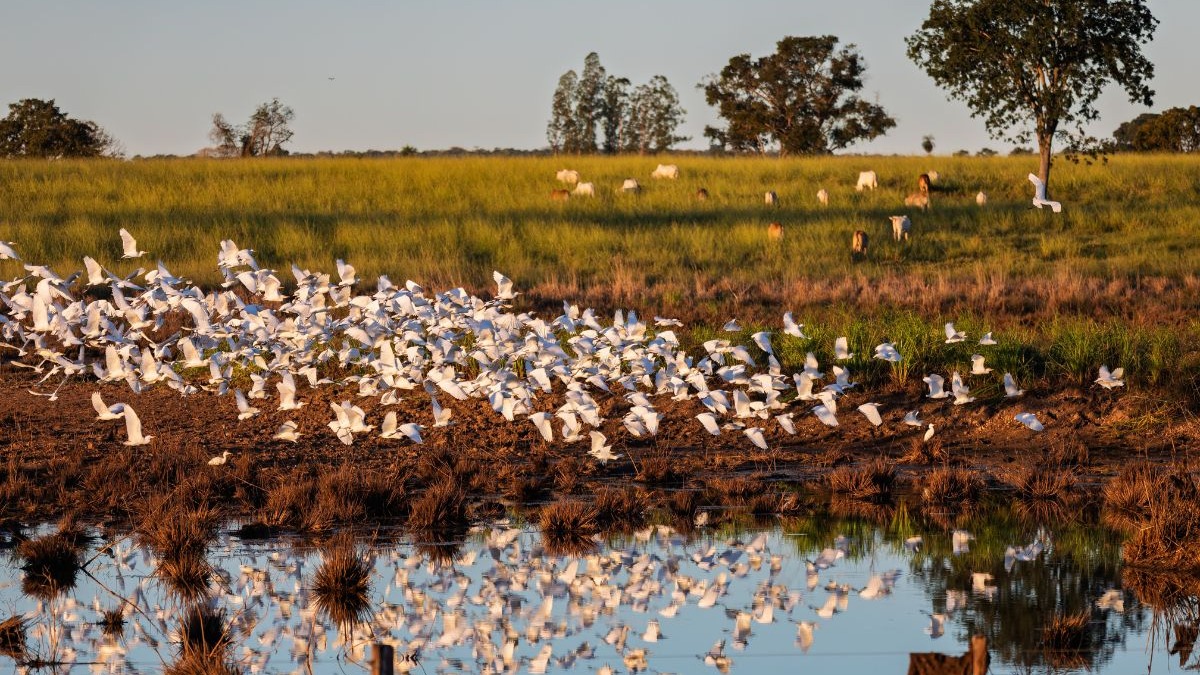 Muitas gar&ccedil;as brancas em voo baixo sobre a &aacute;gua, campo verde e gado distante.
