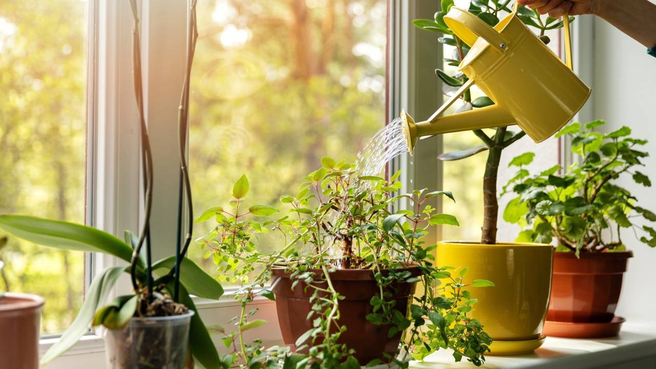 Cuidar de plantas em casa é uma forma de trazer a natureza para perto e melhorar a qualidade do ambiente para um sono mais tranquilo. Pessoa regando plantas em vasos na janela com regador amarelo.