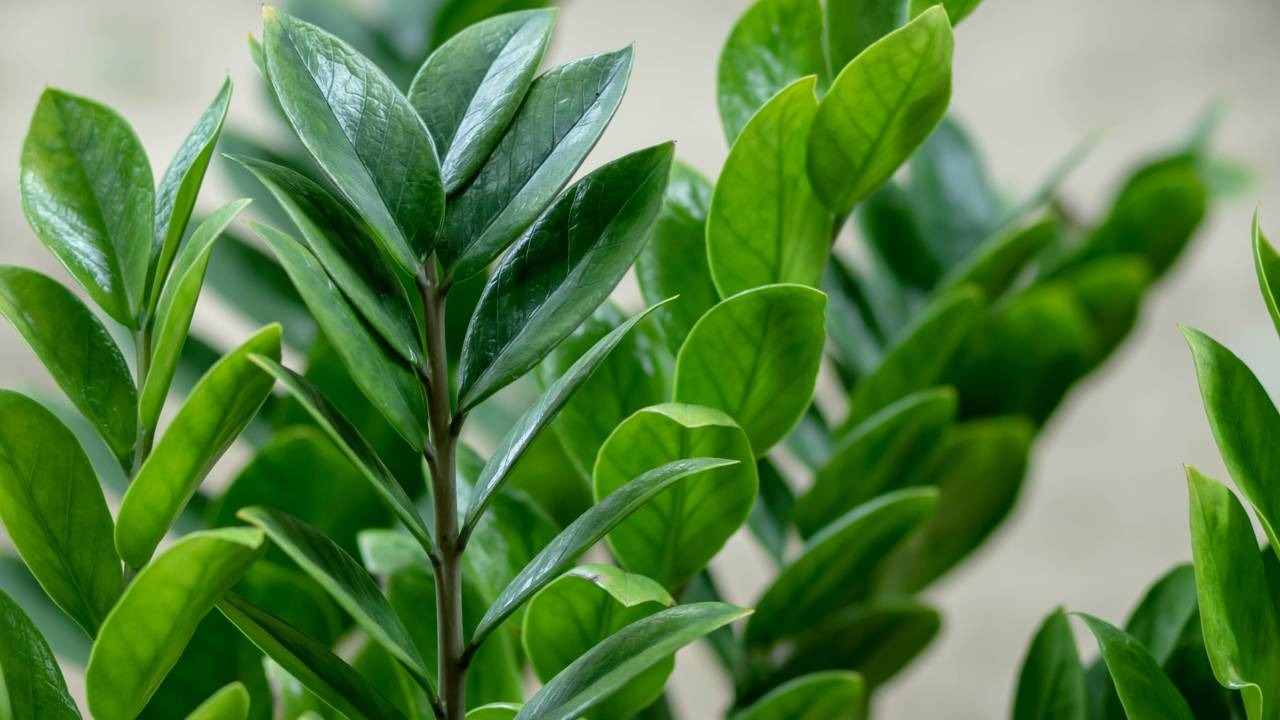 Aprenda a garantir o crescimento saudável e a exuberância da sua zamioculca com os cuidados adequados, transformando sua planta. Créditos: depositphotos.com / nantichak56@nu.ac.th Close-up de folhas verdes e brilhantes de uma planta zamioculca saudável.