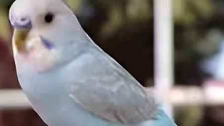 Algumas aves, como o periquito da imagem, demonstram habilidades vocais impressionantes, com recordes registrados no Guinness. Close-up de um periquito azul-claro com bico amarelo e pequenas manchas roxas.