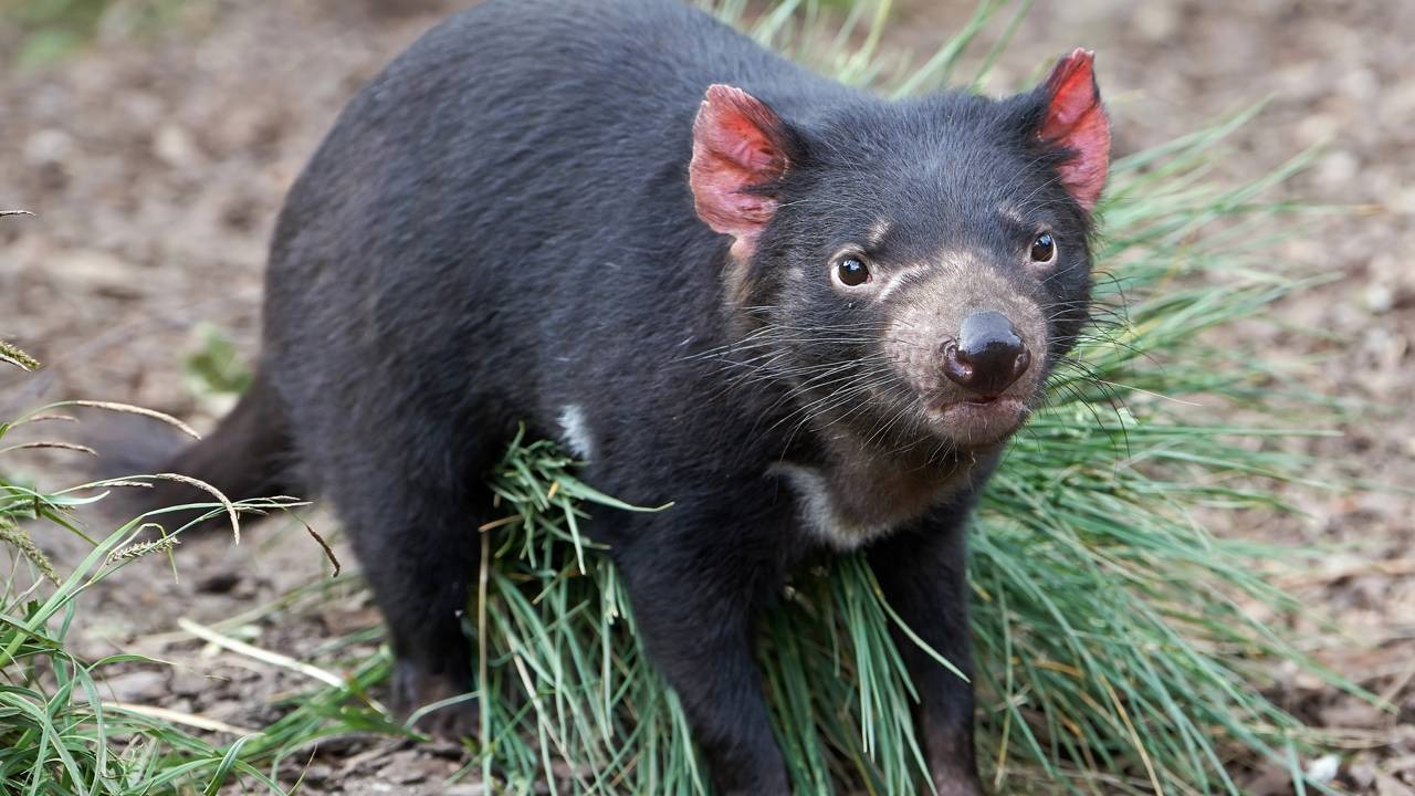 O diabo-da-tasmânia, marsupial emblemático em foco na discussão sobre a vida selvagem peculiar da Austrália. Diabo-da-tasmânia preto com orelhas rosadas e focinho escuro, entre grama e terra