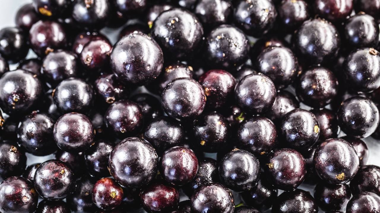 Com os cuidados certos, colher jabuticabas frescas como estas em vasos se tornou uma realidade para moradores de apartamentos Close-up de várias jabuticabas maduras, redondas e escuras, com reflexos de luz em suas cascas