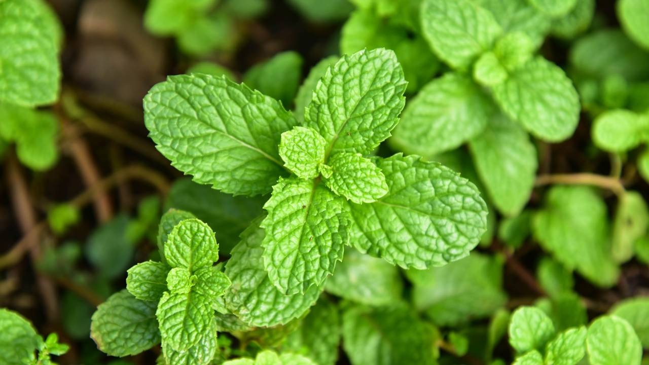 Hortelã-pimenta, uma das plantas destacadas na matéria, ativa a microcirculação do couro cabeludo, estimulando o crescimento capilar. Créditos: depositphotos.com / niamwhan Close-up de folhas verdes vibrantes de hortelã-pimenta com textura rugosa e bordas serrilhadas.