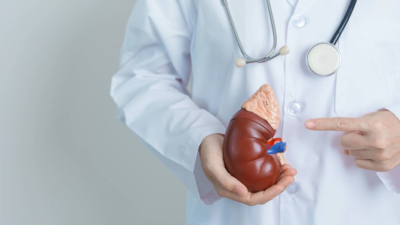 A pielonefrite é uma infecção bacteriana séria que atinge os rins, destacando a importância do tratamento para a saúde renal e do corpo. Médico de jaleco e estetoscópio segura modelo anatômico de rim e aponta para ele