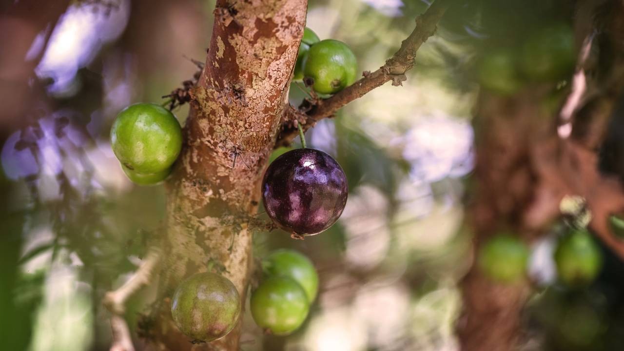 O guapuru, tema da reportagem, é conhecido pelos frutos que brotam diretamente de seu tronco e galhos. Frutas verdes e roxo-escuras crescendo diretamente no tronco de uma árvore