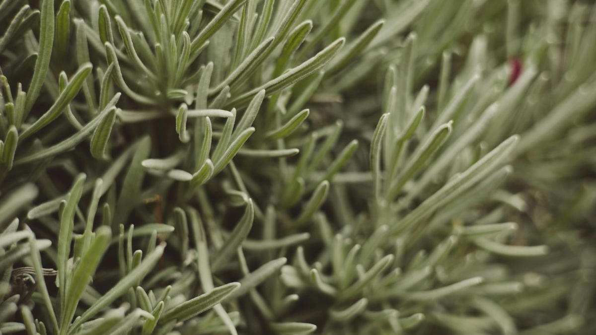 Close-up de folhas verdes alongadas e aveludadas de uma planta, com foco em sua textura.