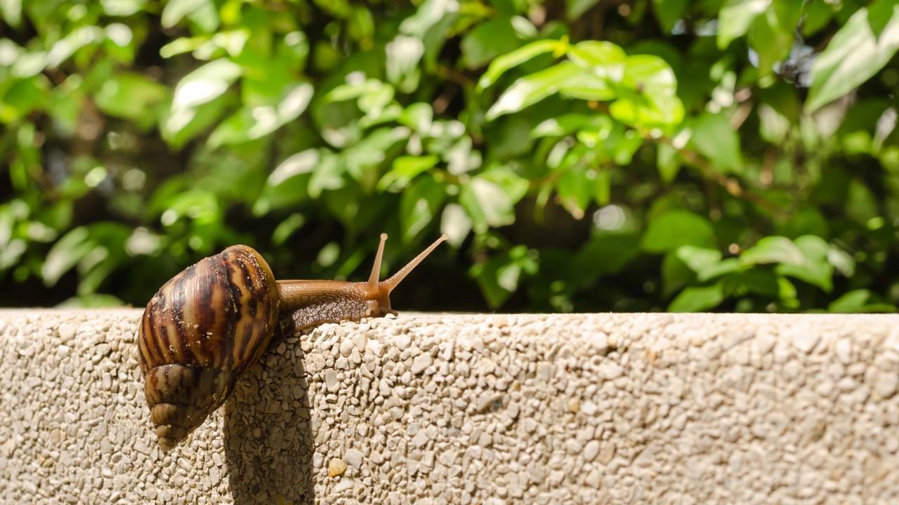 O caramujo-gigante-africano (Achatina fulica) é uma praga invasora que exige controle e apresenta riscos à saúde pública. Caramujo-gigante-africano com concha listrada marrom rastejando em muro de concreto texturizado.