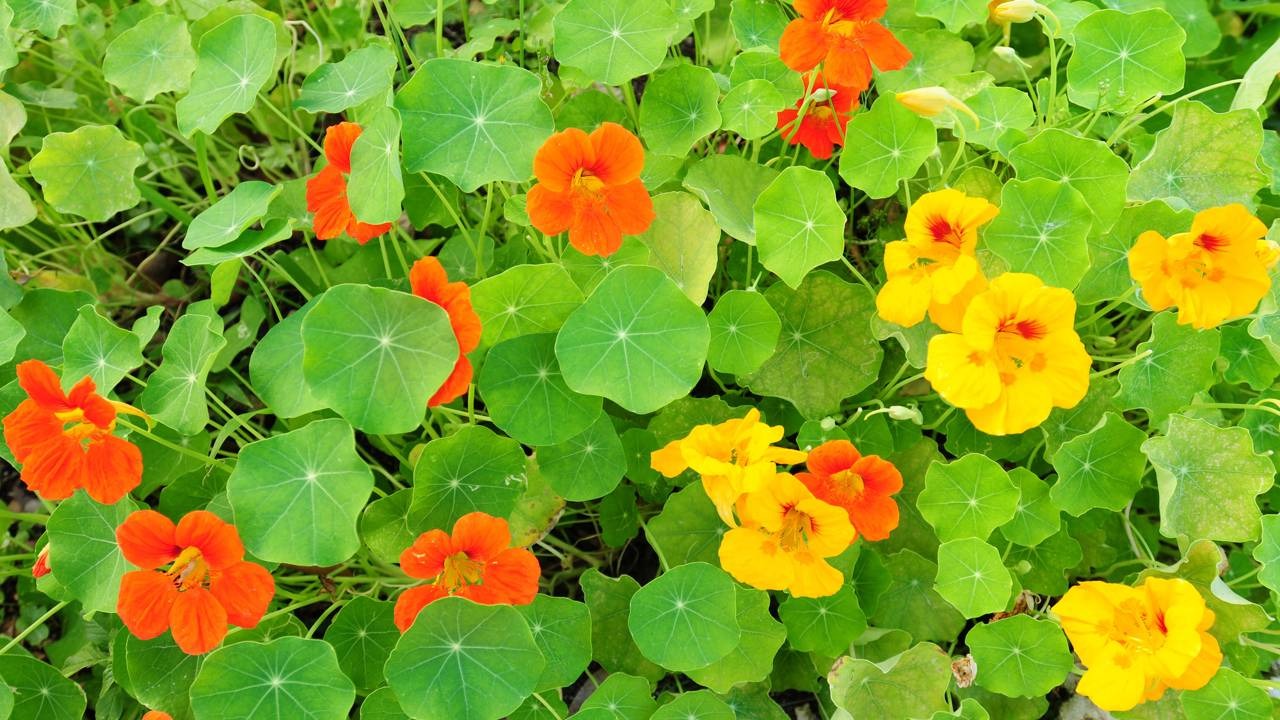 Flores de capuchinha amarelas e laranjas com folhas verdes arredondadas.