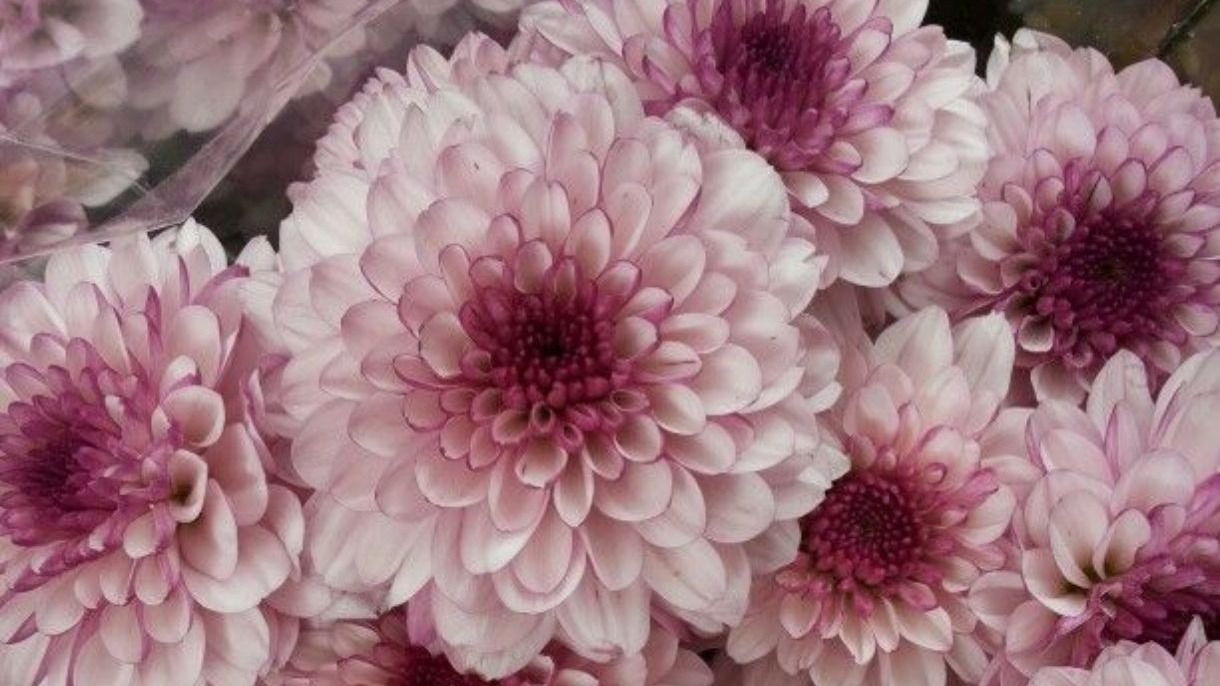 Close-up de cris&acirc;ntemos rosa-claros e roxos com p&eacute;talas densas.
