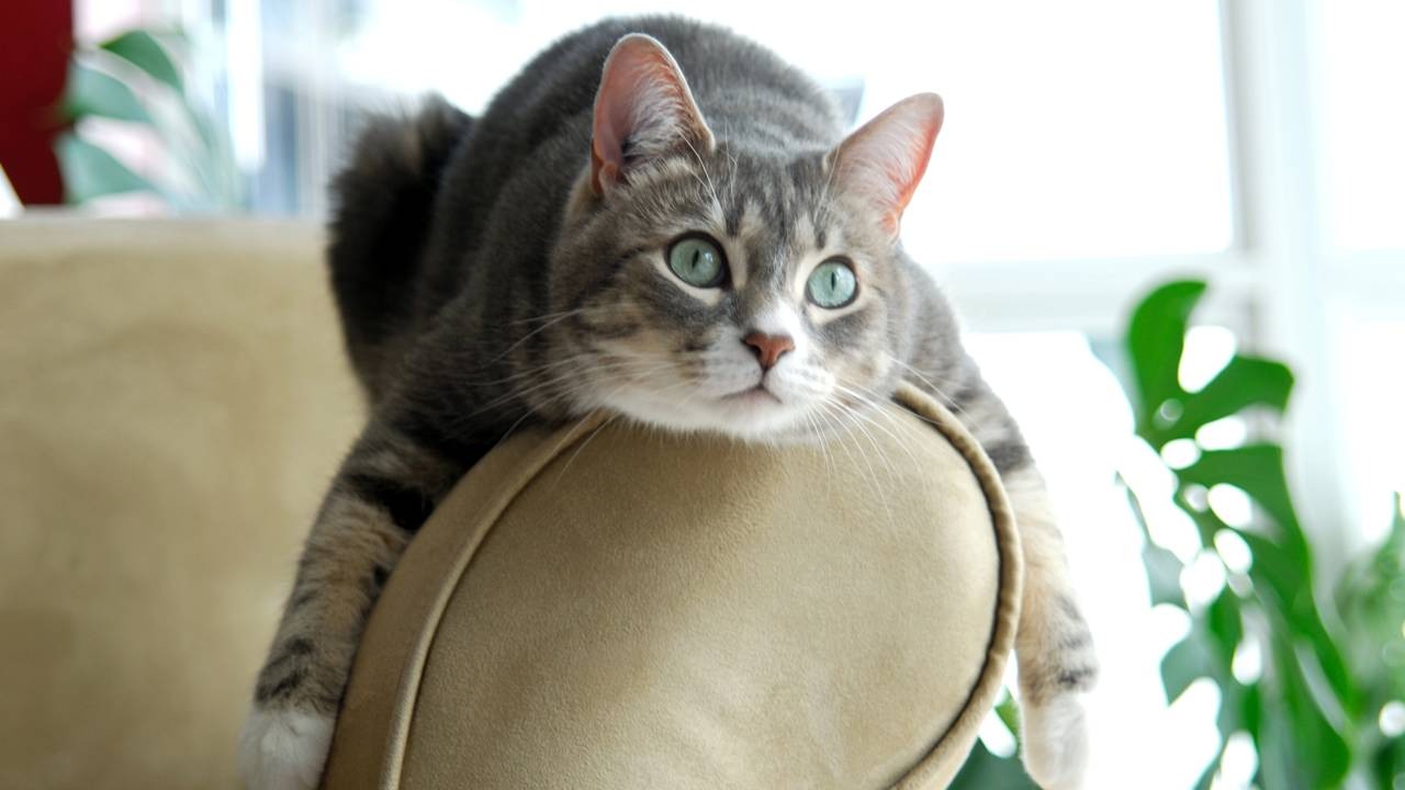 Gatos estabelecem laços fortes com quem oferece segurança e respeita seu espaço, refletindo a confiança no ambiente. Gato cinza listrado com olhos verdes deitado sobre o encosto de um sofá bege
