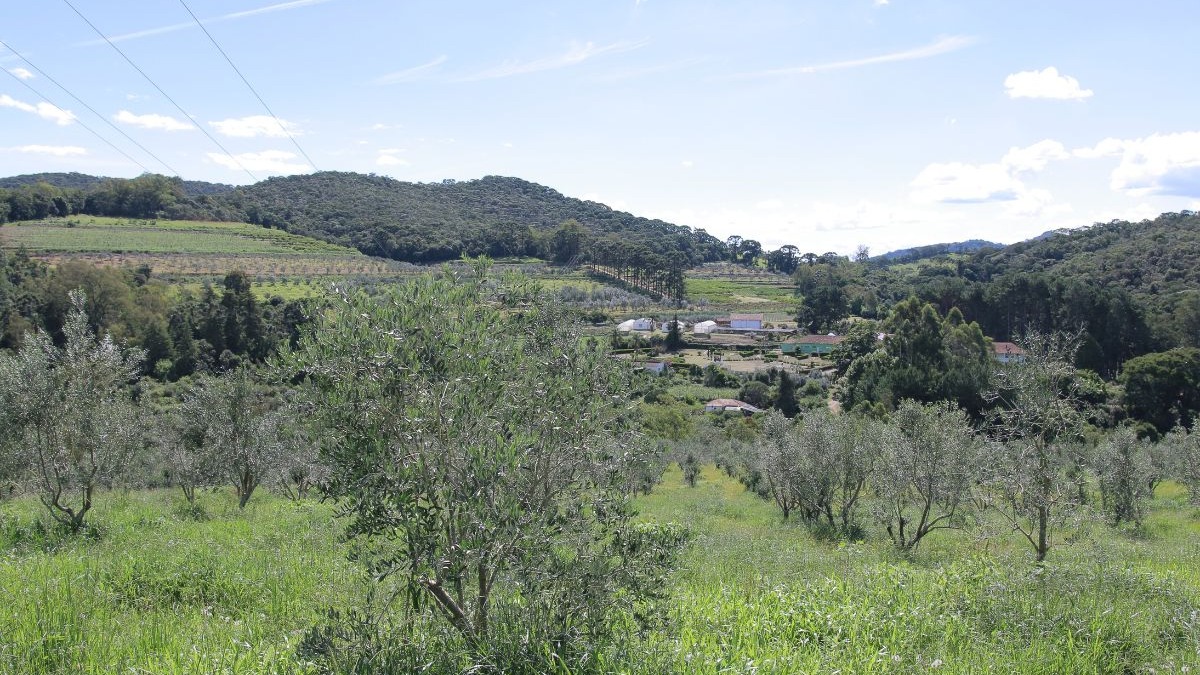 Planta&ccedil;&atilde;o de oliveiras em campo verde com montanhas, casas e c&eacute;u azul ao fundo.