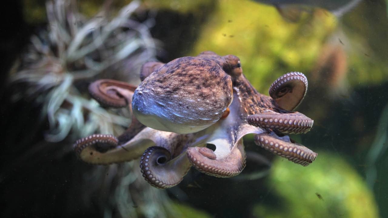 Um polvo, cujos hábitos reprodutivos e cuidados maternos são essenciais para a preservação da espécie e a vida marinha Polvo marrom e branco com braços enrolados e ventosas visíveis nadando em ambiente aquático