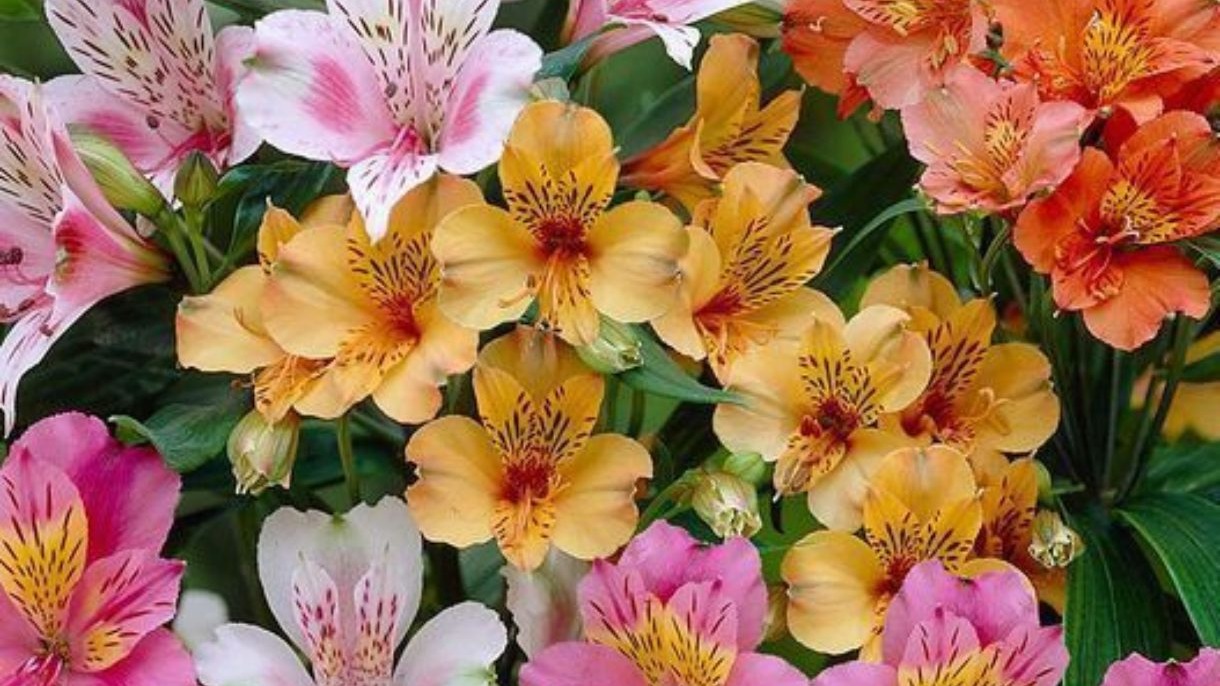 Close-up de buqu&ecirc; de astrom&eacute;lias coloridas com p&eacute;talas rosadas, amarelas e alaranjadas.