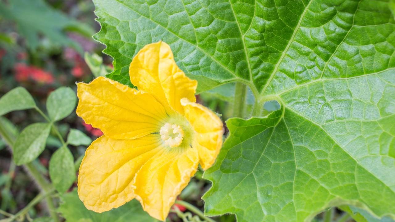 Close-up de uma flor amarela brilhante de abobrinha e folha verde de textura rugosa.