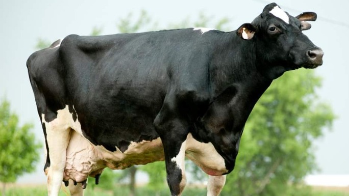 Vaca da raça Holstein, como a da imagem, que detém o recorde de maior produção de leite da história, registrado no Guinness. Vaca leiteira Holstein preta e branca em pé em pasto verde sob céu claro.